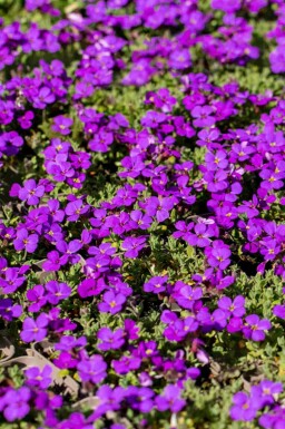 Bergviooltje Aubrieta 'Hamburger Stadtpark' 5-10 pot P9 Aubrieta 'Hamburger Stadtpark'