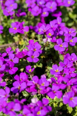 Bergviooltje Aubrieta 'Hamburger Stadtpark' 5-10 pot P9 Aubrieta 'Hamburger Stadtpark'