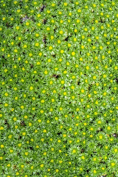 Azorella trifurcata