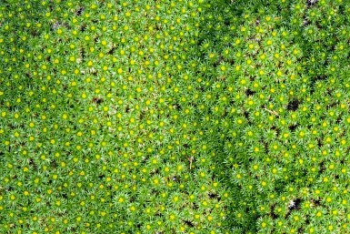 Alpenkussen Azorella trifurcata 5-10 pot P9 Azorella trifurcata