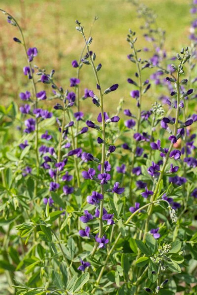Baptisia australis