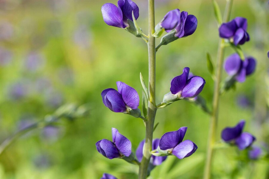 Valse indigo Baptisia australis 5-10 pot P9 Baptisia australis