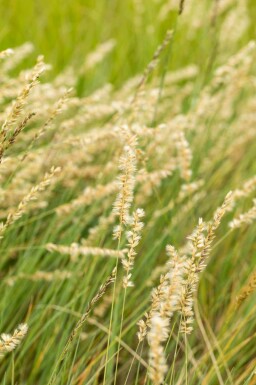 Muskietengras Bouteloua gracilis 5-10 pot P9 Bouteloua gracilis