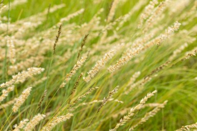 Bouteloua gracilis