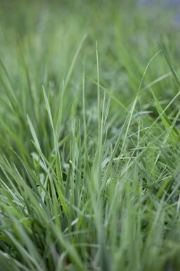 Trilgras Briza media 5-10 pot P9 Briza media