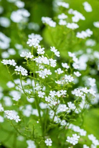 Brunnera macrophylla 'Betty Bowring'