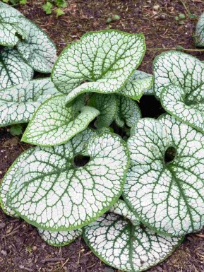 Kaukasische vergeet-me-niet Brunnera macrophylla 'Sea Heart' 5-10 pot P9 Brunnera macrophylla 'Sea Heart'