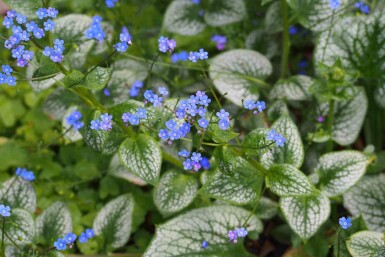 Kaukasische vergeet-me-niet Brunnera macrophylla 'Sea Heart' 5-10 pot P9 Brunnera macrophylla 'Sea Heart'
