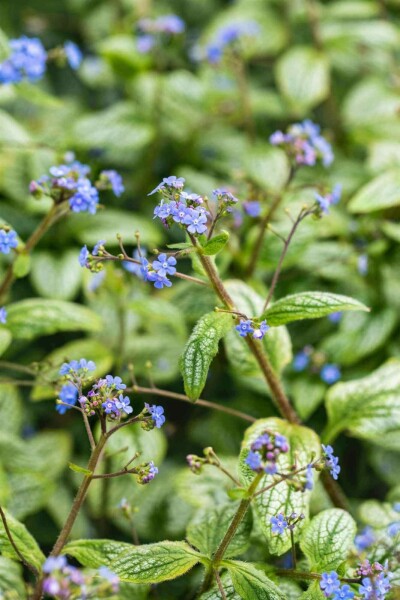 Brunnera macrophylla 'Silver Heart'