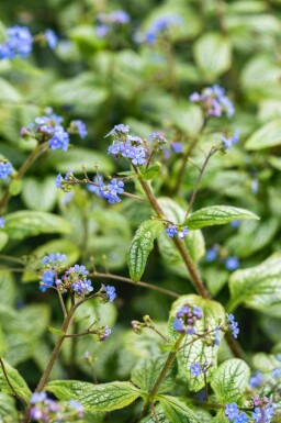 Kaukasische vergeet-me-niet Brunnera macrophylla 'Silver Heart' 5-10 pot P9 Brunnera macrophylla 'Silver Heart'