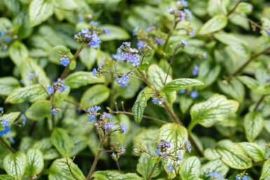 Kaukasische vergeet-me-niet Brunnera macrophylla 'Silver Heart' 5-10 pot P9 Brunnera macrophylla 'Silver Heart'