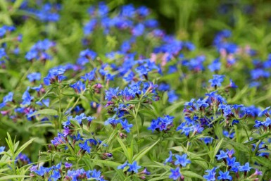 Blauwbloeiende ossetong Buglossoides purpurocaerulea 5-10 pot P9 Buglossoides purpurocaerulea