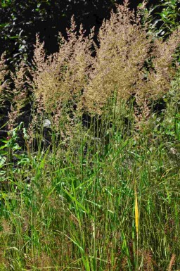 Calamagrostis arundinacea
