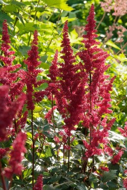Pluimspirea Astilbe arendsii 'Fanal' Pot Astilbe arendsii 'Fanal'