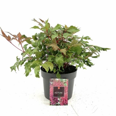 Pluimspirea Astilbe arendsii 'Fanal' Pot Astilbe arendsii 'Fanal'