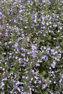 Calamintha nepeta 'Marvelette Blue'