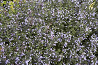 Steentijm Calamintha nepeta 'Marvelette Blue' 5-10 pot P9 Calamintha nepeta 'Marvelette Blue'