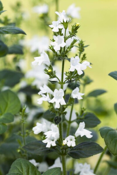 Bergsteentijm Calamintha nepeta 'White Cloud' 5-10 pot P9 Calamintha nepeta 'White Cloud'