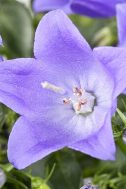 Bergklokje Campanula cochleariifolia 5-10 pot P9 Campanula cochleariifolia