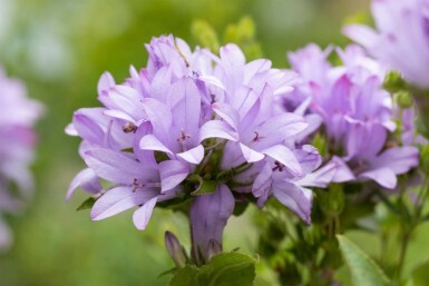 Campanula glomerata 'Caroline'