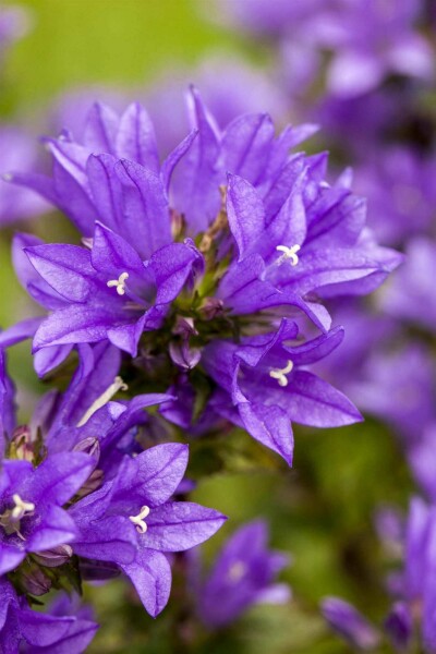 Campanula glomerata