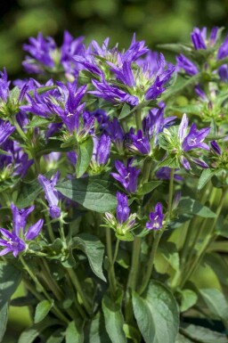 Campanula glomerata