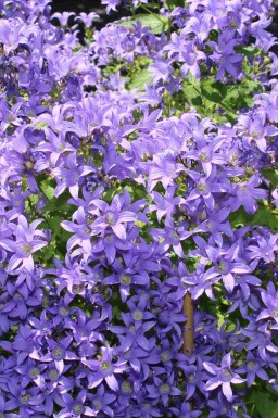 Campanula lactiflora