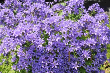 Klokjesbloem Campanula lactiflora 5-10 pot P9 Campanula lactiflora
