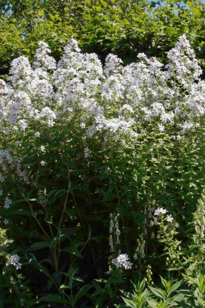 Campanula latifolia 'Alba'