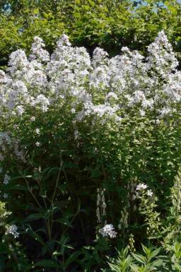Witte klokjesbloem Campanula latifolia 'Alba' 5-10 pot P9 Campanula latifolia 'Alba'
