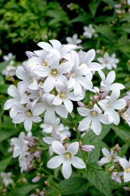 Campanula latifolia 'Alba'