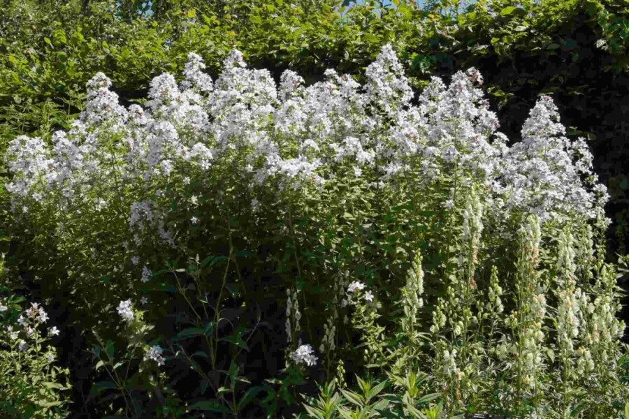 Campanula poscharskyana 'E.H. Frost' | Klokjesbloem wit Campanula poscharskyana 'E.H. Frost' | Klokjesbloem wit