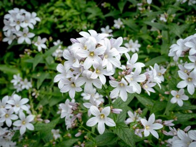 Campanula latifolia 'Alba'