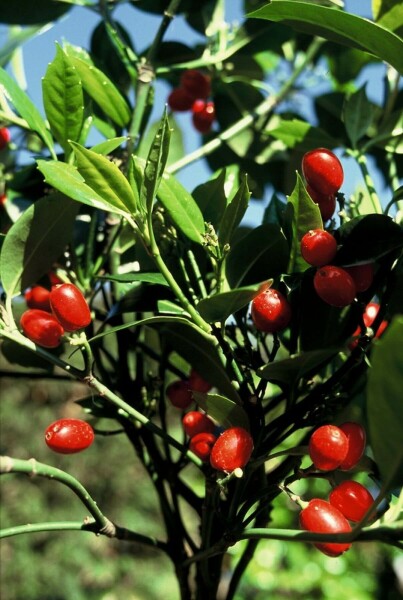 Broodboom Aucuba Japonica 'Rozannie' Pot
