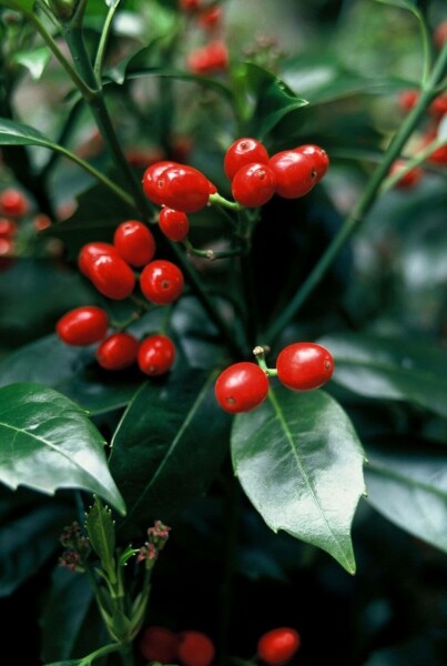 Broodboom Aucuba Japonica 'Rozannie' Pot
