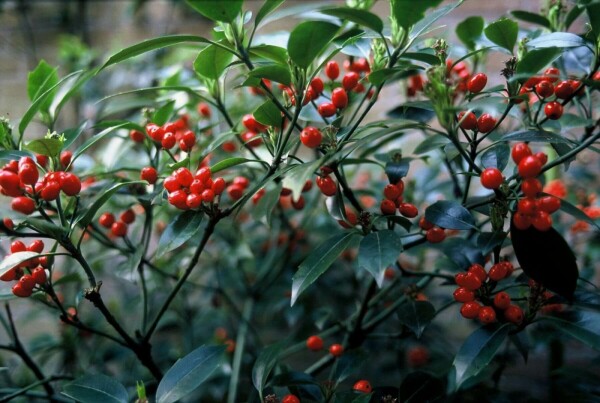 Broodboom Aucuba Japonica 'Rozannie' Pot