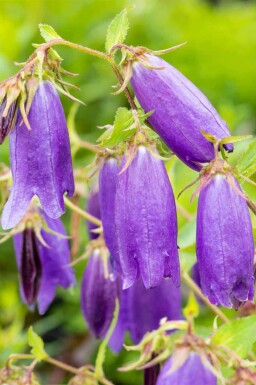 Klokjesbloem Campanula punctata 'Sarastro' 5-10 pot P9 Campanula punctata 'Sarastro'