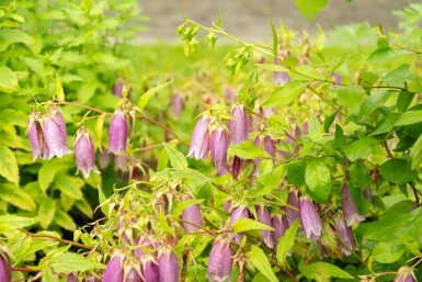 Campanula takesimana