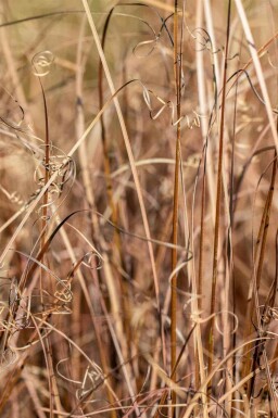 Bronzen zegge Carex comans 'Bronze Form' 5-10 pot P9 Carex comans 'Bronze Form'
