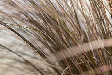 Bronzen zegge Carex comans 'Bronze Form' 5-10 pot P9 Carex comans 'Bronze Form'