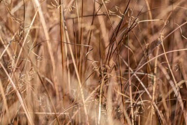 Carex comans 'Bronze Form'