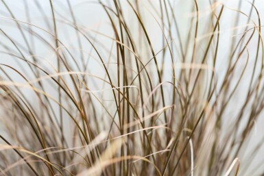 Carex comans 'Bronze Form'