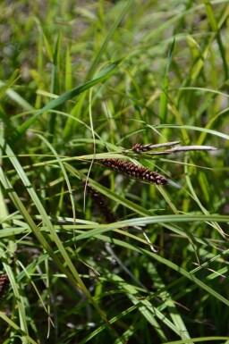 Carex flacca