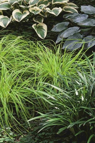 Carex oshimensis 'Everillo'