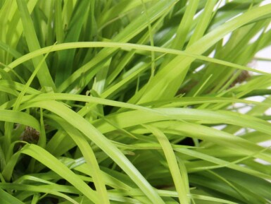Bontbladige zegge Carex oshimensis 'Everillo' 5-10 pot P9 Carex oshimensis 'Everillo'