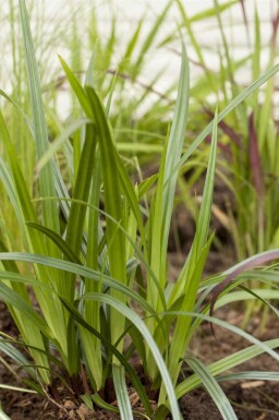 Carex plantaginea