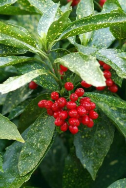 Broodboom Aucuba Japonica 'Variegata' Pot Aucuba japonica 'Variegata'
