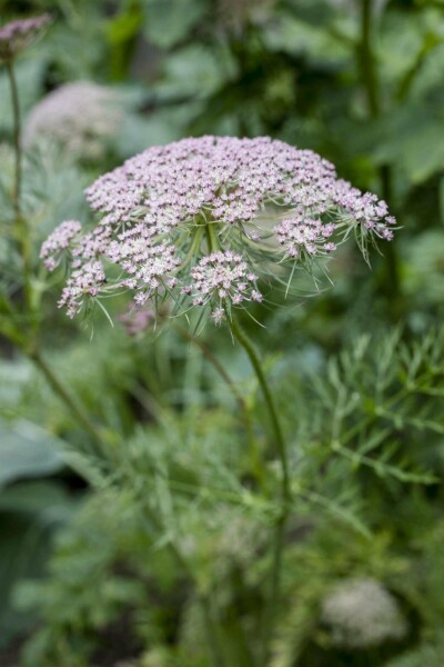 Karwijzaad Carum carvi 5-10 pot P9 Carum carvi