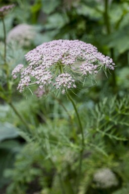 Karwijzaad Carum carvi 5-10 pot P9 Carum carvi