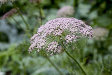 Karwijzaad Carum carvi 5-10 pot P9 Carum carvi